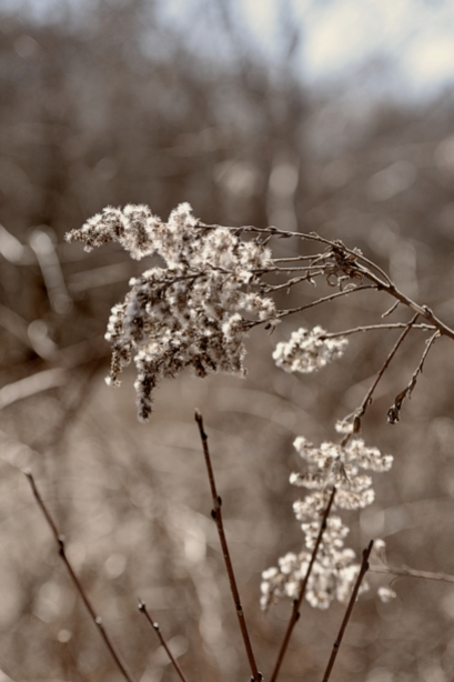 seedheads-in-spring-4