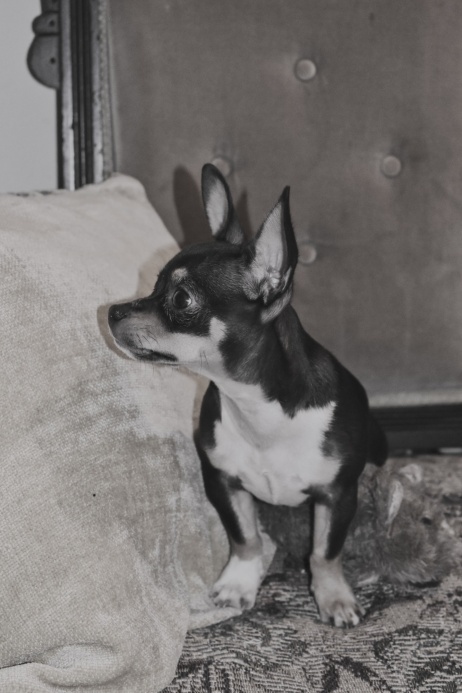 Deerhead Chihuahua in profile