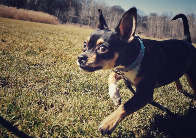 Chihuahua puppy running with crazy look in her eye